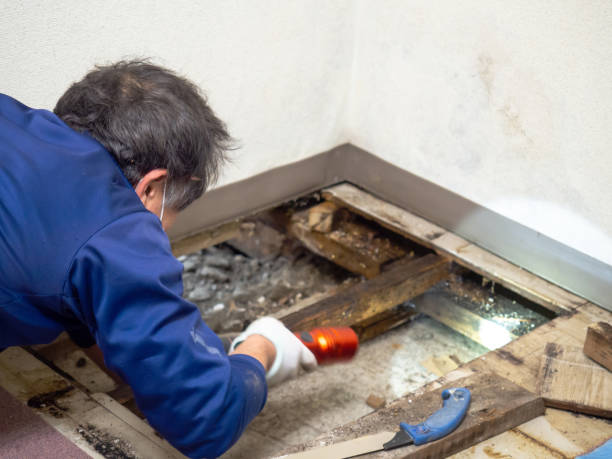 Best Crawl Space Mold Remediation in Wlowbrook, IL