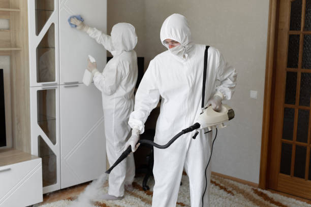 Best Black Mold Remediation in Wlowbrook, IL