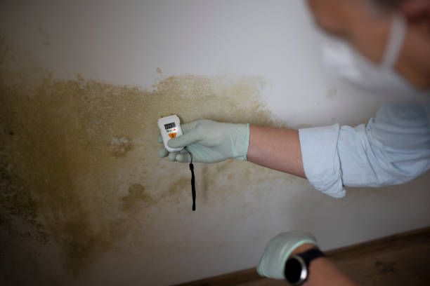 Best Localized Mold Remediation (e.g., coastal areas, humid climates) in Wlowbrook, IL
