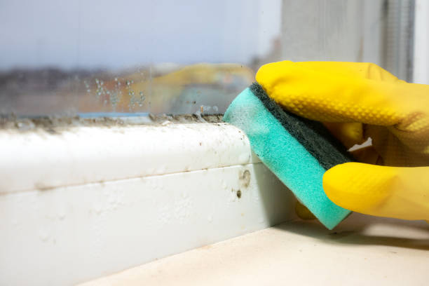 Best Residential Mold Remediation in Wlowbrook, IL
