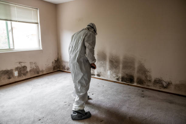 Best Kitchen Mold Remediation in Wlowbrook, IL