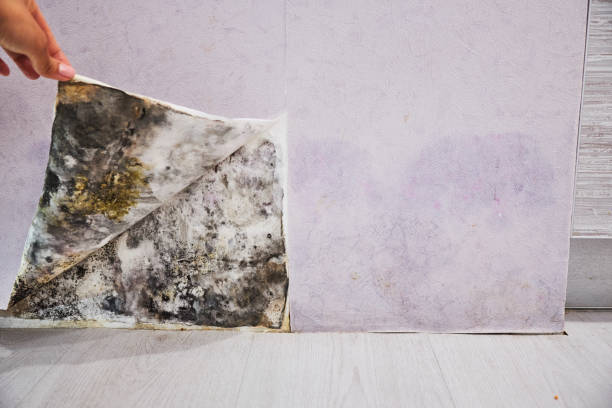  Wlowbrook, IL Mold Removal Pros